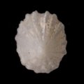 キクコザラ 菊小皿