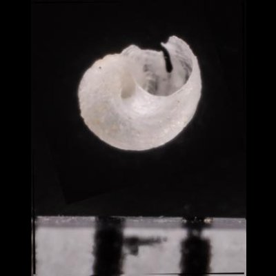 クチキレエビスガイ Scissurella  stamineafig.2