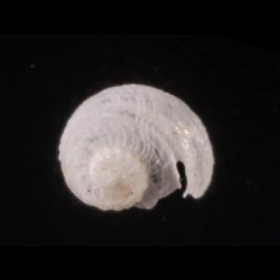 クチキレエビスガイ Scissurella  stamineafig.1