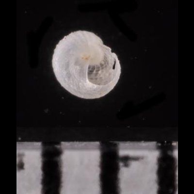 クチキレエビスガイ Scissurella  stamineafig.2
