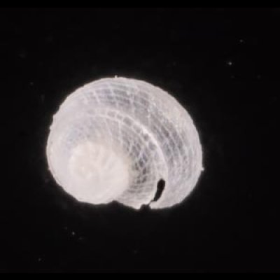 クチキレエビスガイ Scissurella  stamineafig.1