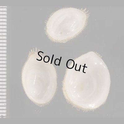 画像2: スズメガイ