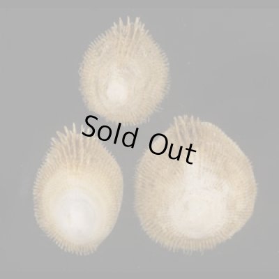 画像1: スズメガイ