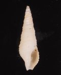 Tomopleura nivea マキモノシャジク 巻物車軸