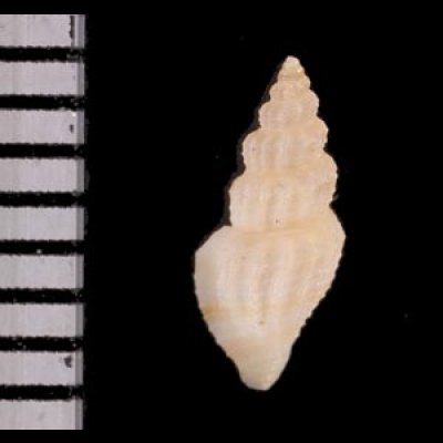 スソチャマンジ cf. Guraleus cf. deshayesiifig.2