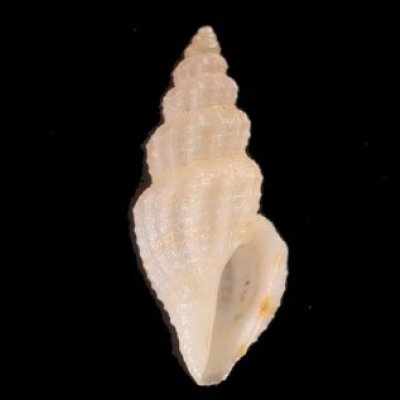 スソチャマンジ cf. Guraleus cf. deshayesiifig.1