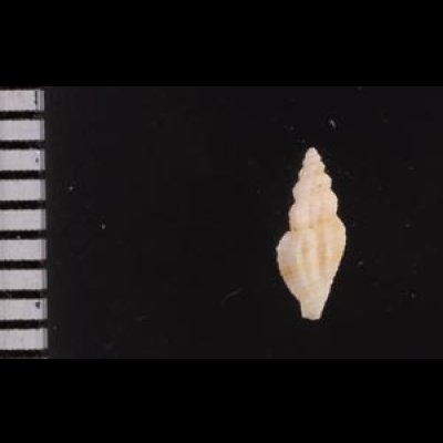スソチャマンジ cf. Guraleus cf. deshayesiifig.2