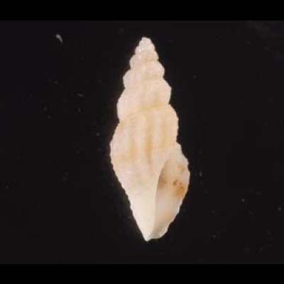 スソチャマンジ cf. Guraleus cf. deshayesiifig.1