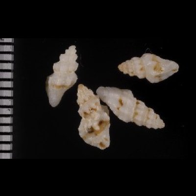 画像2: ハッカクフタナシシャジク 八角無蓋車軸