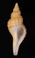 Granulifusus kiranus キラアラレナガニシ