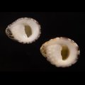 Nerita albicilla アマオブネ
