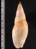 タケノコボタル 筍蛍 Amalda  hilgendorfifig.2