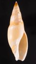 タケノコボタル 筍蛍 Amalda  hilgendorfifig.1