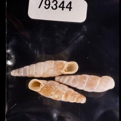 シリオレギセル Decolliphaedusa bilabratafig.1