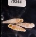 シリオレギセル Decolliphaedusa bilabratafig.1