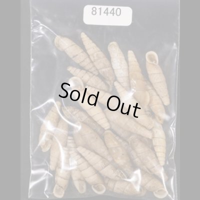 画像1: シリオレギセル  SALE!