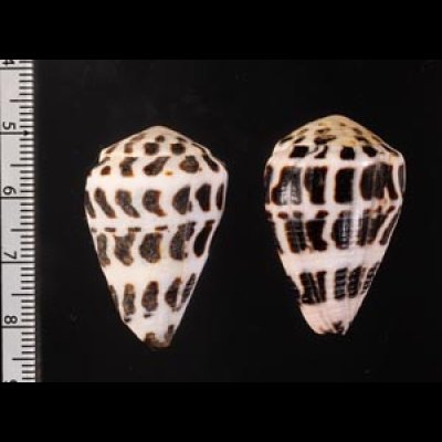 マダライモ Conus ebraeusfig.2