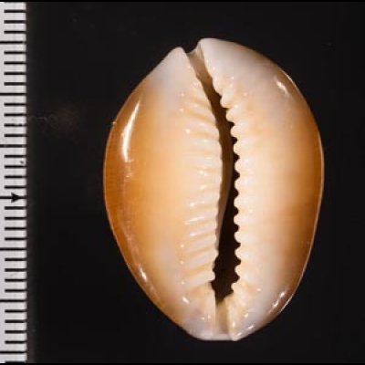 ハナマルユキ Cypraea caputserpentisfig.2