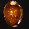 Cypraea caputserpentis ハナマルユキ