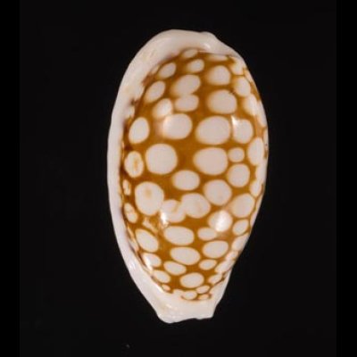 カノコダカラ Cribrarula cribrariafig.1