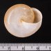 ヒカリマイマイ Quantula striatafig.3