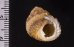 オキナワイシダタミ cf. Monodonta labio cf.fig.3