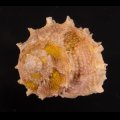 Bolma girgyllus カミナリサザエ 雷栄螺 小