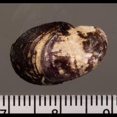 ヒロクチカノコ Neritina violaceafig.2