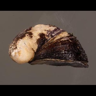 ヒロクチカノコ Neritina violaceafig.3