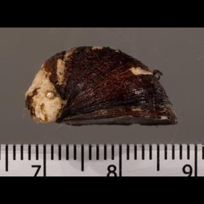 ヒロクチカノコ Neritina violaceafig.3