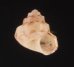 トウガタシタダミ Conotalopia sematensisfig.1