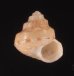 トウガタシタダミ Conotalopia sematensisfig.1