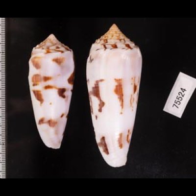 シノノメイモ Conus gubernatorfig.2