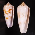 Conus gubernator シノノメイモ