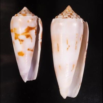 シノノメイモ Conus gubernatorfig.1