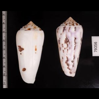 シノノメイモ Conus gubernatorfig.2