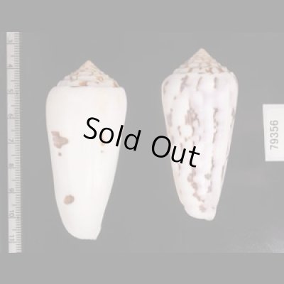 シノノメイモ Conus gubernatorfig.2