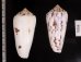 シノノメイモ Conus gubernatorfig.2