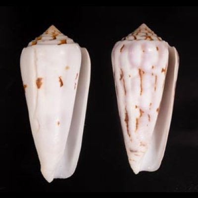 シノノメイモ Conus gubernatorfig.1