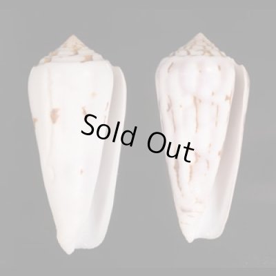 シノノメイモ Conus gubernatorfig.1