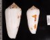 シノノメイモ Conus gubernatorfig.2
