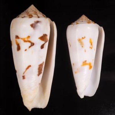 シノノメイモ Conus gubernatorfig.1