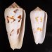シノノメイモ Conus gubernatorfig.1