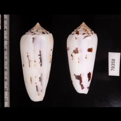 シノノメイモ Conus gubernatorfig.2