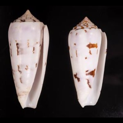 シノノメイモ Conus gubernatorfig.1