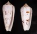 シノノメイモ Conus gubernatorfig.1