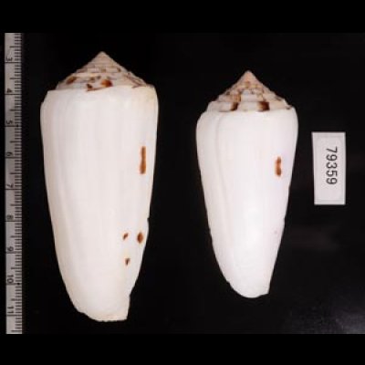 シノノメイモ Conus gubernatorfig.2