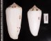 シノノメイモ Conus gubernatorfig.2