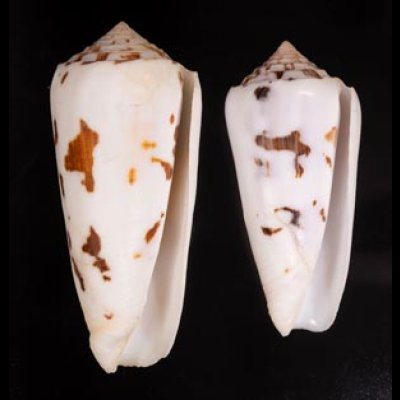 シノノメイモ Conus gubernatorfig.1