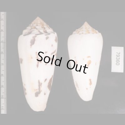 シノノメイモ Conus gubernatorfig.2